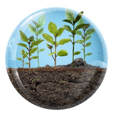 Responding to the Environment (plants)